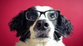 개는 사람의 말을 얼마나 알아들을까?