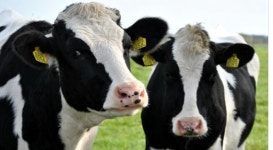 소 트림으로 인한 메탄가스, 인공위성으로 첫 포착