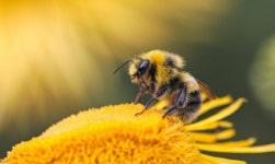 보이지 않는 바이러스, 꿀벌의 비행을 바꾸다