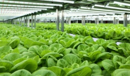 롯데이노베이트, AI 접목한 스마트팜 도시의 푸른농장 고도화