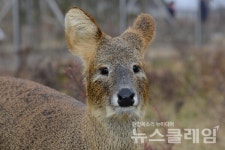 식물 보존 이유로 고라니 사살, 공생 방안 마련해야