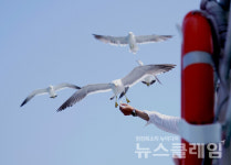 [오, 여행] 그리운 통영… 다시 보고 싶은 통영의 섬 매물도
