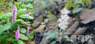 [오, 여행] 이천리 해파랑길… 해파랑길8코스 (1) 울산의 동쪽 염포산에서 방어진까지