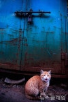 [사진으로 쓰다] 청계천 공구상가 고양이