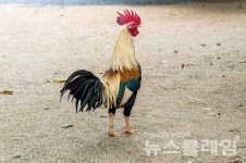 [경계선에 서서] 목계(木鷄)로 사는 법