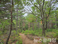 [오, 여행] 이천리 해파랑길 정동진해변에서 괘방산 산길을 걷고 걸어 다시 해변으로
