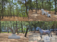 [오, 여행] 이천리 해파랑길 경포호를 품은 강릉바닷가의 소나무숲 길