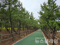 [오, 여행] 이천리 해파랑길 경포호를 품은 강릉바닷가의 소나무숲 길