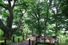 [서해안트래블] 전남 영광군 숲쟁이공원··· 느티나무 숲길 따라 법성포 한눈에