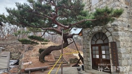 인천시 재선충병 차단 총력