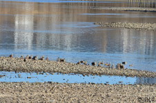 세종시 하천 수질 지난해보다 2배 이상 좋아져