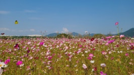호수공원, 방축천, 전월산, 연휴 때 걸어보세요
