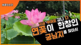 부여 궁남지 연꽃이 활짝 피었습니다