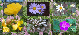 목인동 정원, 부부 열정으로 무럭무럭 커갑니다