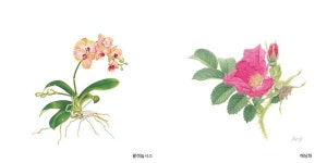 식물 세밀화로 이른 봄꽃 감상하세요
