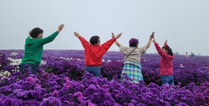 꽃과 정원은 자연 약국이다