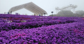 꽃과 정원은 자연 약국이다