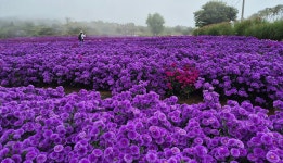 꽃과 정원은 자연 약국이다