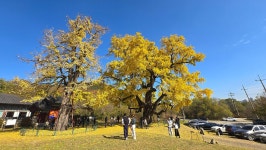 양화리 은행나무, 아름답고 신비로웠다