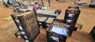 튤립 3만 포기, 중앙공원에 심었다… 세종 명소 될 듯