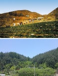 우리강산 푸르게 푸르게 40주년…국내 최장수 숲 환경 공익 캠페인