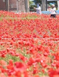[포토] 수원 탑동시민농장, 양귀비꽃 만개