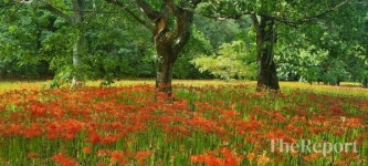 [반갑다! 문화재] (39) 가을이면 상사화 붉게 피는 선운산 도솔암