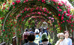 [포토] 아름다운 장미 정원으로...