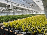 용인특례시, 처인구 남사 스마트팜 본격 운영 돌입