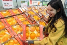 롯데마트∙슈퍼, 육지 귤 본격판매 충주 레드 탄금향