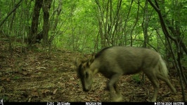 월악산에 산양이 산다, 183마리나