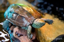 영암 한동리 도선국사 문화예술제, 전통·생태 한자리