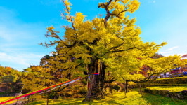 영국 아님, 영국사 절경