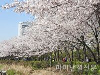 [포토] 석촌호수 둘레길 벚꽃 구경해요…이번 주말 수도권 벚꽃 절정
