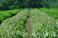 우리나라 자생식물 활용 확대…LG생활건강, 미래자산 확보 추진