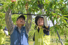 농협손보 헤아림 봉사단, 경기 이천 자매마을 찾아 일손돕기 나서