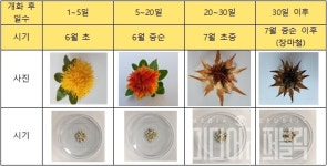 잇꽃 종자 채취, 꽃 핀 뒤 20~30일 무렵 적당