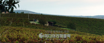 인생의 쉼표가 필요한 이들을 위한 스크린으로 떠나는 이탈리아 여행 와인 패밀리