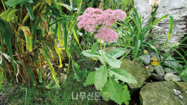 큰 꿩의 비름 곁에서