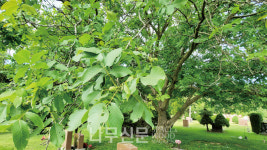 하늘재 호두나무
