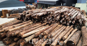 나무와나무, 남미산 원목 입고 및 일본 수출