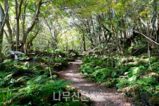 산림청, 여름휴가를 걷기 좋은 명품숲길과 함께