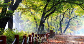 산림청, 여름휴가를 걷기 좋은 명품숲길과 함께