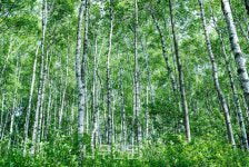 한국등산ㆍ트레킹지원센터, 대관령숲길 완주 인증 프로그램 운영