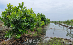 국립산림과학원, 열대수종 냠플룽 상대생장식 개발