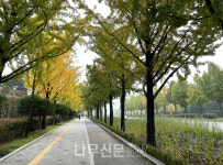 산림청, 11월 도시 가로수길 추천