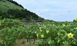 국립산림과학원, 황근 활용 지역 상생 협력 연구 간담회 개최