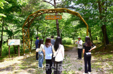 남부지방산림청, 휴가철 영양 금강소나무 생태경영림 추천