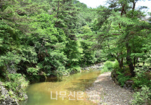 남부지방산림청, 휴가철 영양 금강소나무 생태경영림 추천