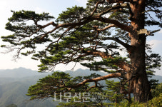 국립산림과학원, 고사 위기 소나무의 다각적 연구 추진